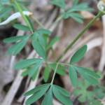 Corydalis angustifolia