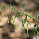 Corydalis angustifolia