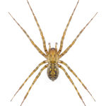 Tegenaria