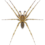 Tegenaria