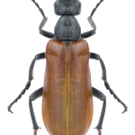 Lydus unicolor