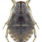 Ilyocoris cimicoides