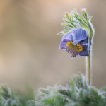 Pulsatilla violacea