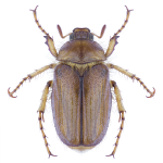 Rhizotrogus aestivus