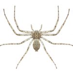 Philodromus buxi