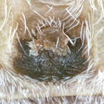 Philodromus buxi