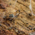 Platnickina tincta