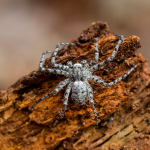 Philodromus margaritatus