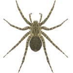 Pardosa nebulosa