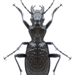 Pterostichus lacunosus