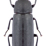 Cryphaeus cornutus