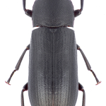 Cryphaeus cornutus