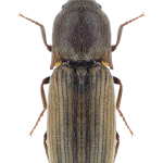 Agriotes lineatus