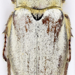 Melolontha permira