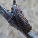 Galleria mellonella