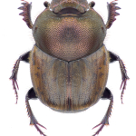 Onthophagus fracticornis