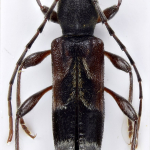 Anaglyptus simplicicornis