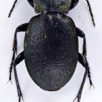 Carabus decolor