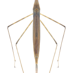 Ranatra linearis