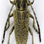 Phytoecia hirsutula