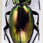 Carabus stjernvalli