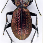 Carabus varians