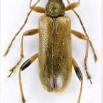 Cortodera pumila