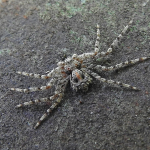 Philodromus margaritatus