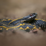 Vipera kaznakovi