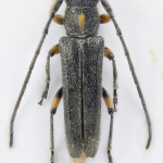 Phytoecia pustulata