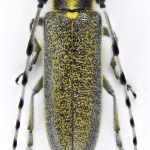 Agapanthia lederi