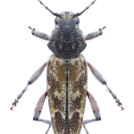 Xylotrechus rusticus