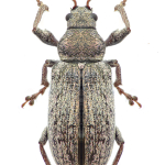 Phyllobius pyri