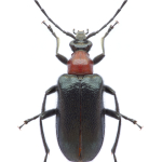 Dinoptera collaris