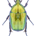 Protaetia affinis