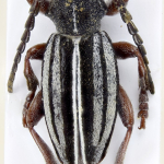 Dorcadion auratum