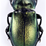 Zabrus aurichalceus