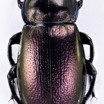 Zabrus aurichalceus