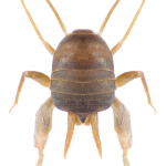 Myrmecophilus hirticaudus