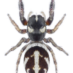 Pellenes nigrociliatus