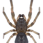 Enoplognatha thoracica