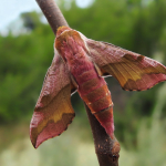 Deilephila porcellus