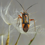 Brachycoleus steini