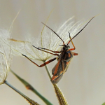 Brachycoleus steini