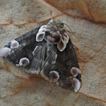 Thyatira batis