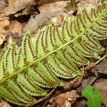 Polystichum lonchitis