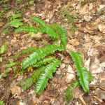 Polystichum lonchitis