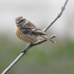 Saxicola torquatus