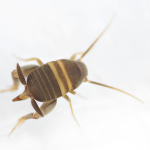 Myrmecophilus acervorum