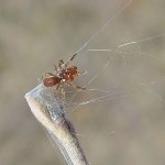 Atypus muralis